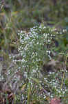 Calico aster